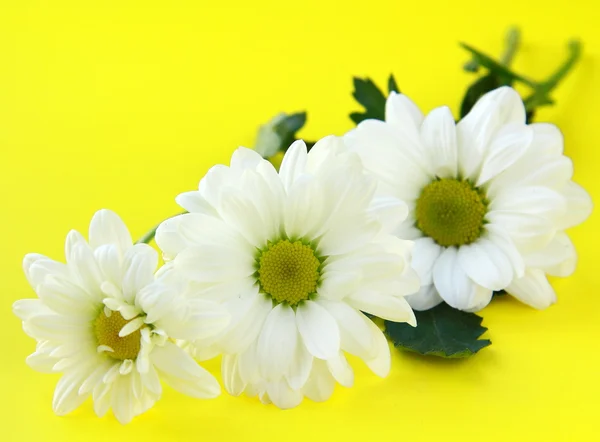 Stokrotka białe kwiaty na żółtym tle jasne — Zdjęcie stockowe