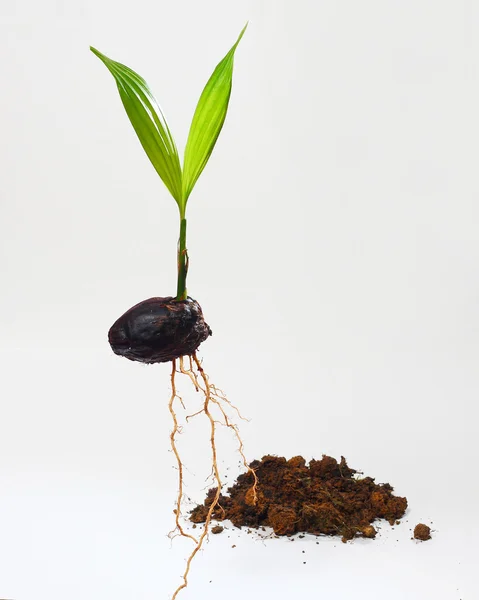 ビンロウの実と土壌 — ストック写真