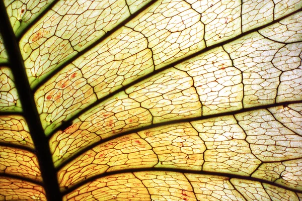 Texture leaf — Stock Photo, Image
