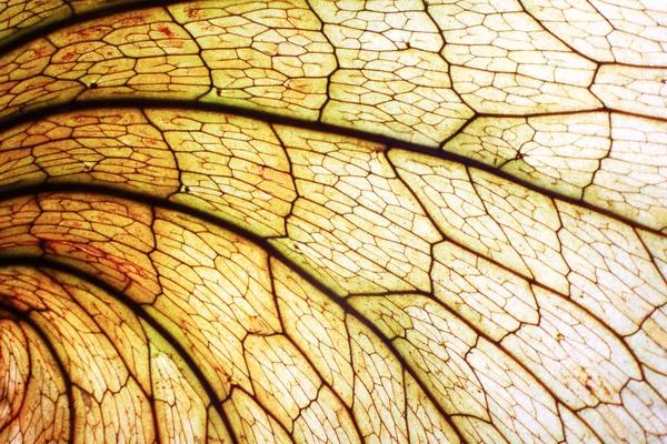 Tekstura liść — Zdjęcie stockowe