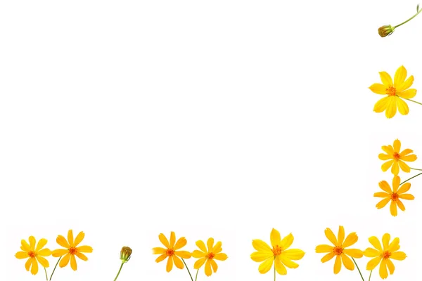 Yellow flower fram — Stock Photo, Image