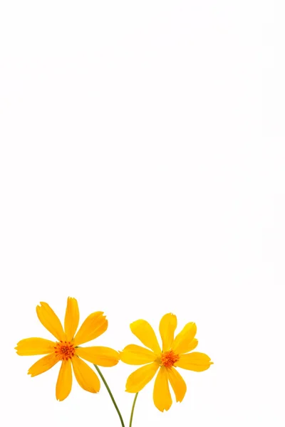 白色背景的花 — 图库照片