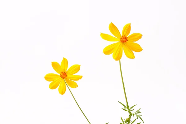 Blomma på vit bakgrund — Stockfoto
