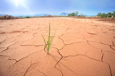 Green plant growing trough dead soil clipart