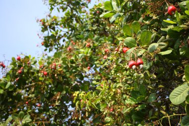 Cashew nuts on a tree clipart