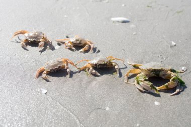 Crabs on beach clipart