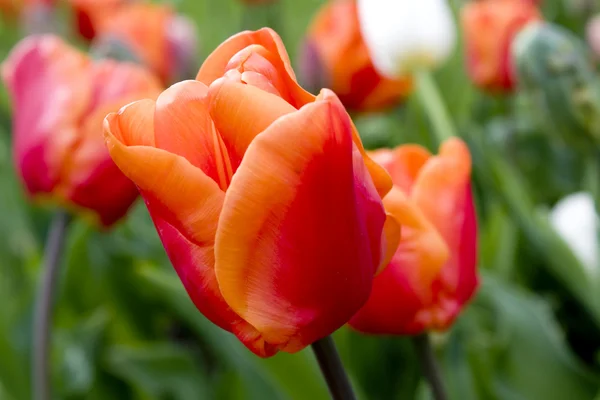 stock image Beautiful Flowers