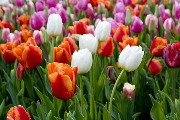 stock image Tulip Field