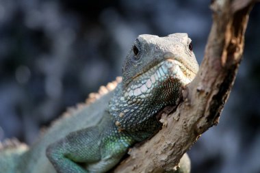 Iguana