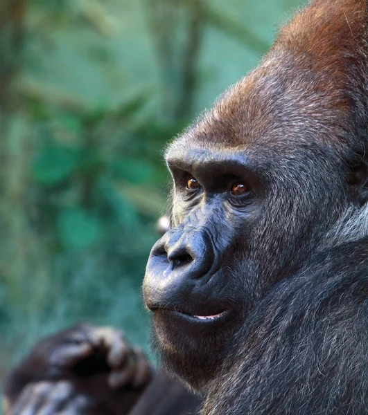 stock image Gorilla