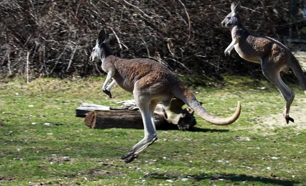 Kangury — Zdjęcie stockowe