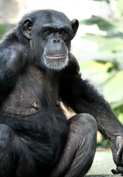 stock image Chimp monkey