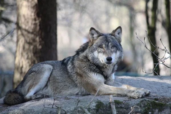 Dziki wilk — Zdjęcie stockowe