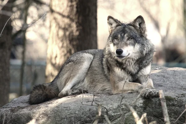 Дикий волк — стоковое фото