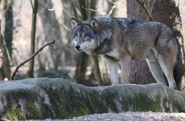 Άγρια λύκος — Φωτογραφία Αρχείου