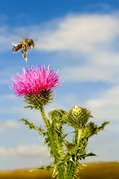 Včela letěl nad květ bodláku — Stock fotografie