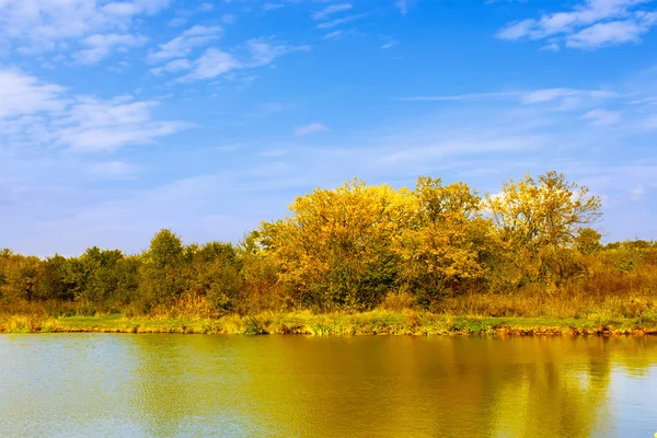 Árvores amarelas no lago — Fotografia de Stock