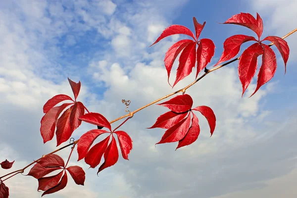 Oddział dzikich winogron z jesienią czerwone liście — Zdjęcie stockowe