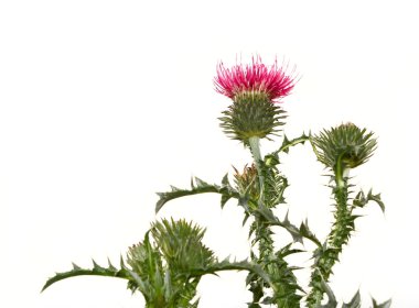 Thistle flower isolated on white clipart