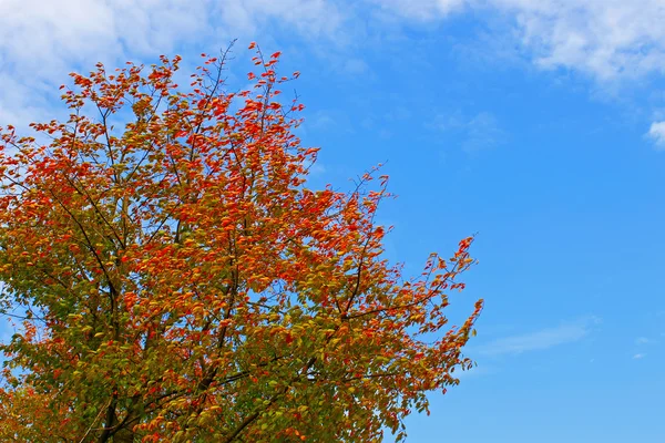 Fábrica de cereja em cores de outono — Fotografia de Stock