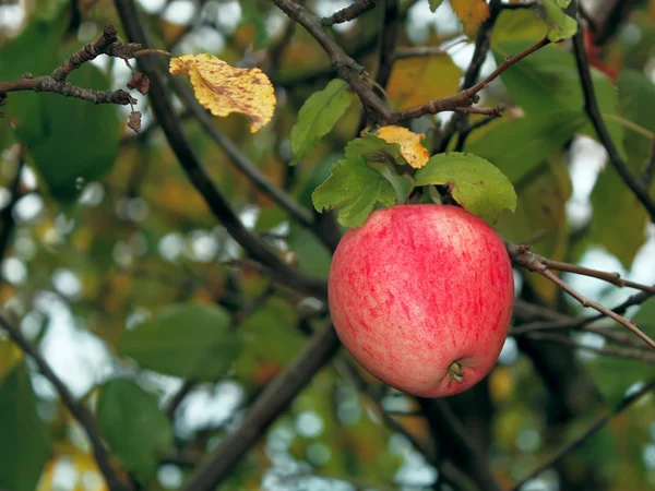 Jedno jabłko — Zdjęcie stockowe