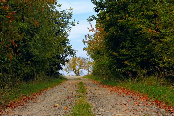 Осенняя красота — стоковое фото
