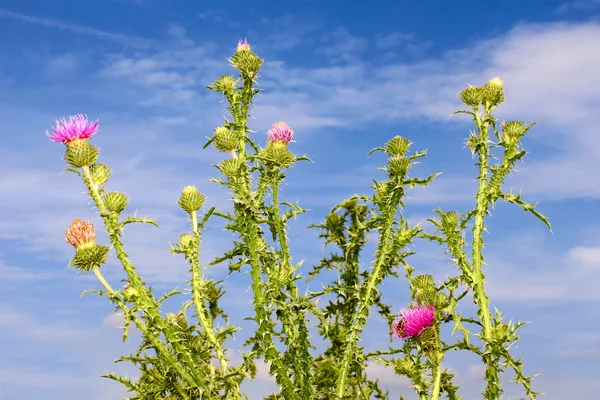 Group thistle flowering plants — Stock Photo, Image