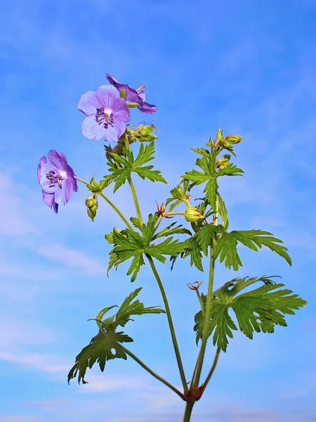 Wild blue flowers — Stock Photo, Image