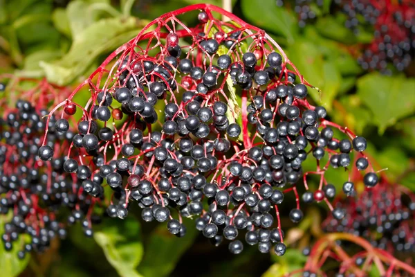 Чёрная бурая ягода — стоковое фото