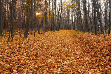 Cut-through in the fall hornbeam wood, lined with dead leaves clipart