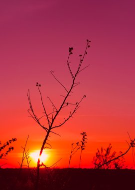 Sunset sonbaharda. kırmızı kızdırma