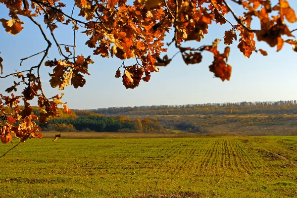 stock image Sown with winter wheat field