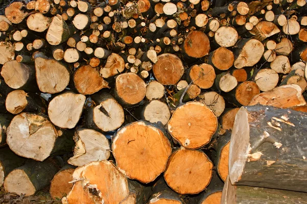 Pek çok Gürgen günlükleri odun kesme. — Stok fotoğraf