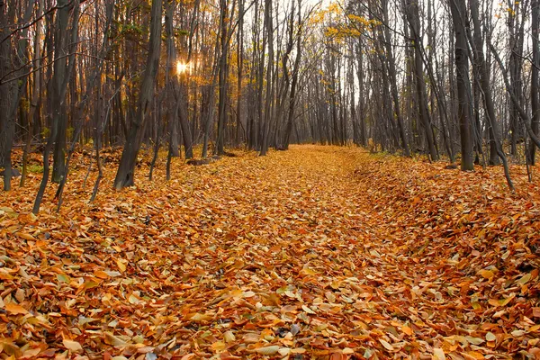 Прорезан в осеннем роговичном лесу, облицован мертвыми листьями — стоковое фото
