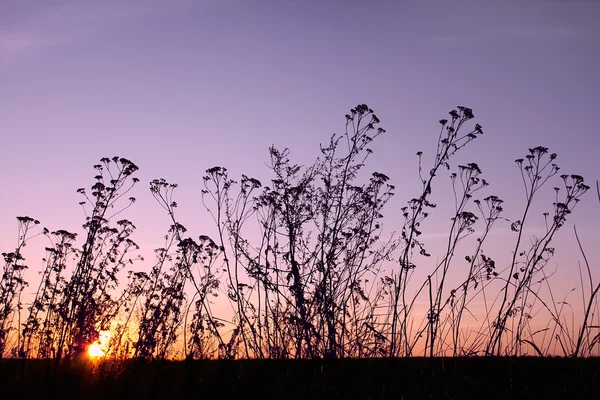 Ηλιοβασίλεμα το φθινόπωρο (ΙΙΙ). Σιλουέτες. Το πολύχρωμο λάμψη — Φωτογραφία Αρχείου