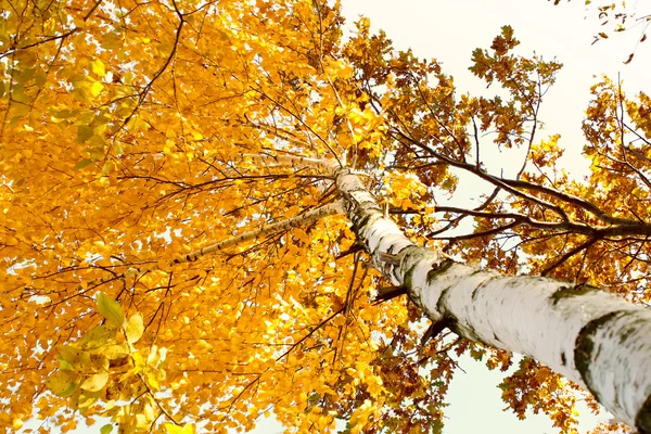 A birch tree in autumn season. Lateral view — Stock Photo, Image