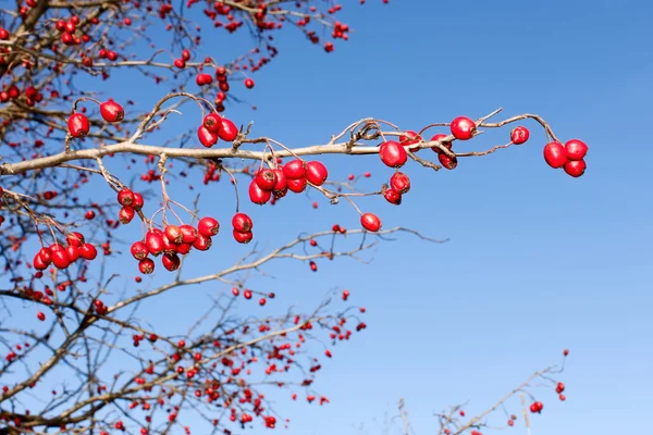 Branch with red ripe wild hawthorn — Stock Photo, Image