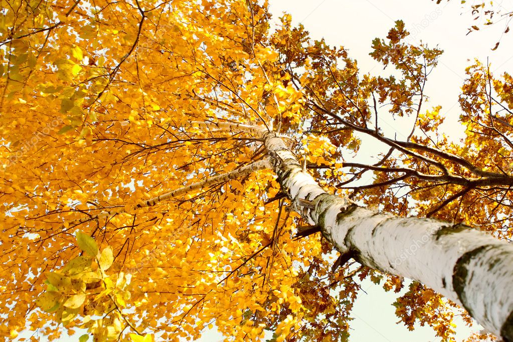 A birch tree in autumn season. Lateral view