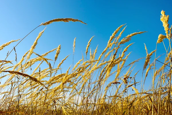 Tops dry cereal weeds — Stock Photo, Image