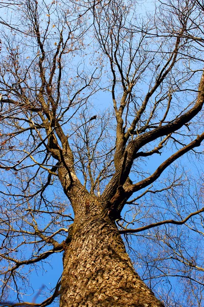 Coma oak aphyllous — Stock Photo, Image