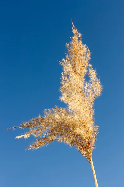 Reed inflorescência — Fotografia de Stock