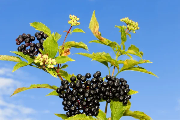 Elder branch with berries — Stock Photo, Image