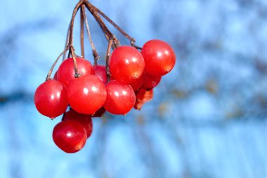 Red viburnum berries clipart