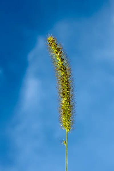 Foxtail inflorescência verde closeup — Fotografia de Stock