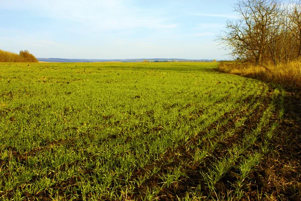 Sown winter wheat field (II) — Stock Photo, Image