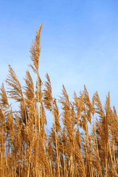 Tops dry plant cane. Vertical — Stock Photo, Image