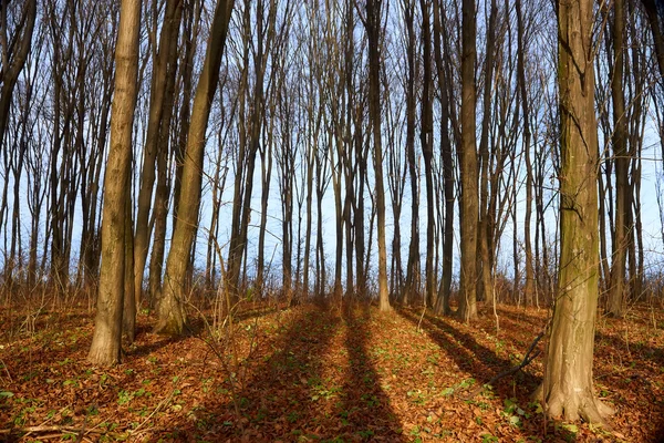 Floresta de chifres de outono — Fotografia de Stock