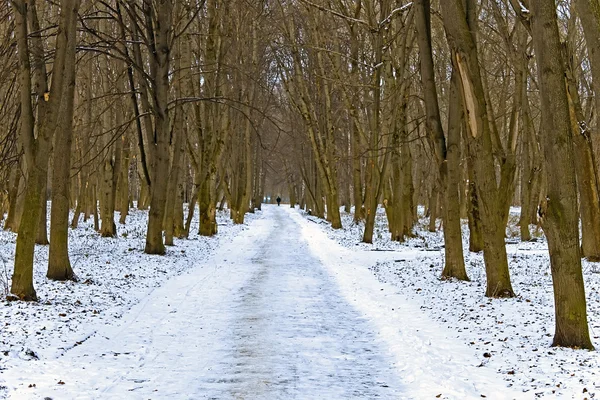 Аллея Зимнем Парке Покрытая Снегом — стоковое фото