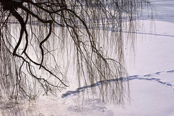 Ветви ивы над замерзшей рекой — стоковое фото