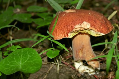 Kendi doğal ortamında büyüyen mantar. Latince Adı: Boletus mantarı